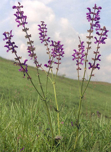 Salvia pratensis