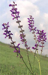 Salvia pratensis