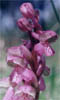 Orchis morio (storczyk samczy)