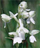 Orchis morio (storczyk samczy)