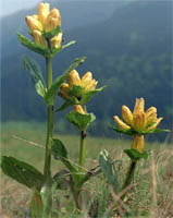 Gentiana punctata (goryczka kropkowana)