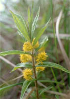 Lysimachia thyrsiflora