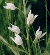 Cephalanthera longifolia