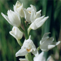 Cephalanthera longifolia