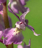 Orchis mascula