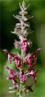 Stachys sylvatica