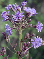 Saxifraga paniculata