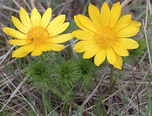 Adonis vernalis (miłek wiosenny)