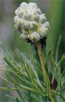 Adonis vernalis