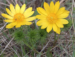 Adonis vernalis (miłek wiosenny)