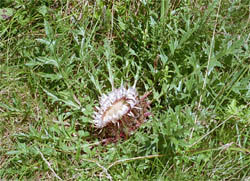 Gentiana asclepiadea