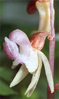 Epipogium aphyllum