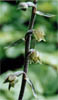 Epipactis microphylla (kruszczyk drobnolistny)