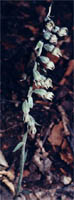 Epipactis microphylla
