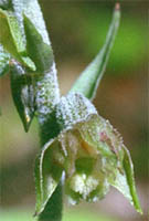 Epipactis microphylla