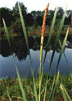 Typha latifolia