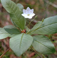 Trientalis europaea