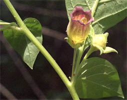 Atropa bella-donna (pokrzyk wilcza jagoda)