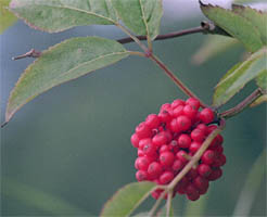 Sambucus racemosa