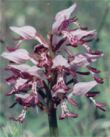 Orchis militaris