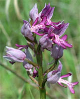 Orchis militaris