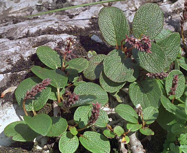 Salix reticulata