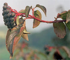 Cornus sanguinea (dereń świdwa)