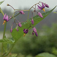 Solanum dulcamara