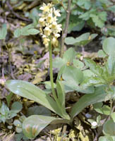 Orchis pallens