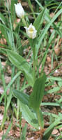 Cephalanthera damasonium (buławnik wielkokwiatowy)