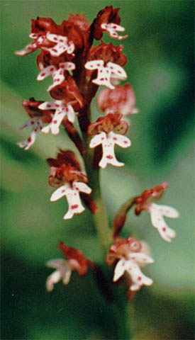 Orchis ustulata