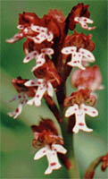 Orchis ustulata