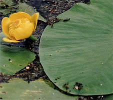 Nuphar luteum