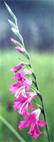 Gladiolus imbricatus