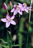 Centaurium erythraea