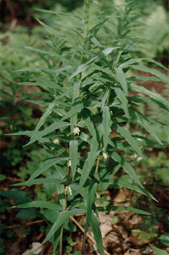 Polygonatum verticillatum