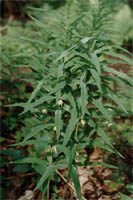 Polygonatum verticillatum