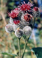 Arctium tomentosum