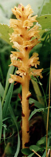 Orobanche flava