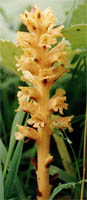 Orobanche flava