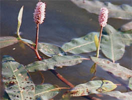 Polygonum amphibium