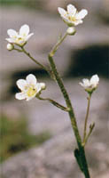 Saxifraga paniculata