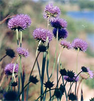 Jasione montana