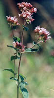 Origanum vulgare