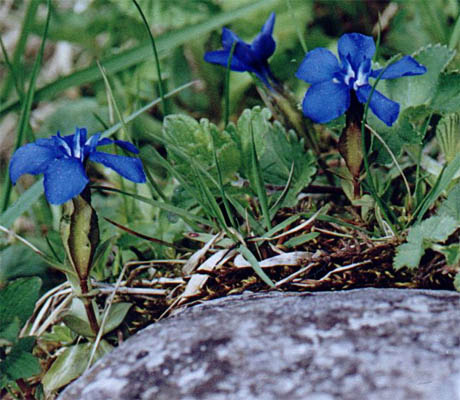 Gentiana verna