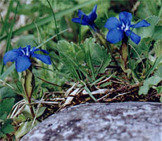 Gentiana verna