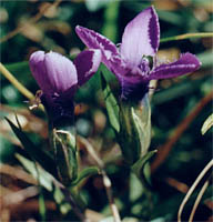 Gentianella ciliata (goryczuszka orzęsiona)