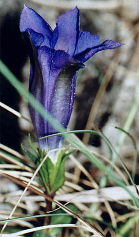 Gentiana clusii