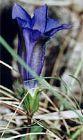 Gentiana clusii