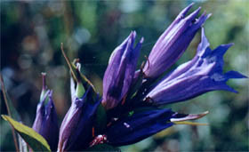 Gentiana asclepiadea